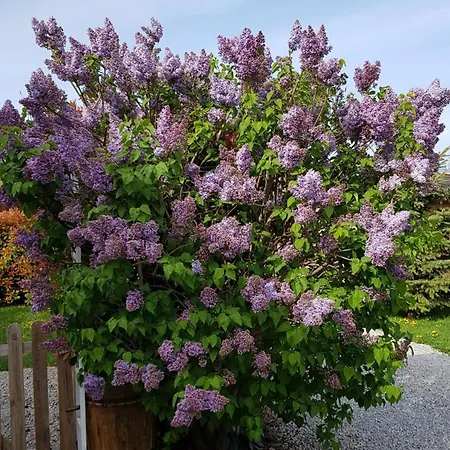 D'hotes La Dorgisane 住宿加早餐酒店